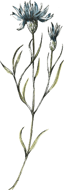 Feature Flower Right