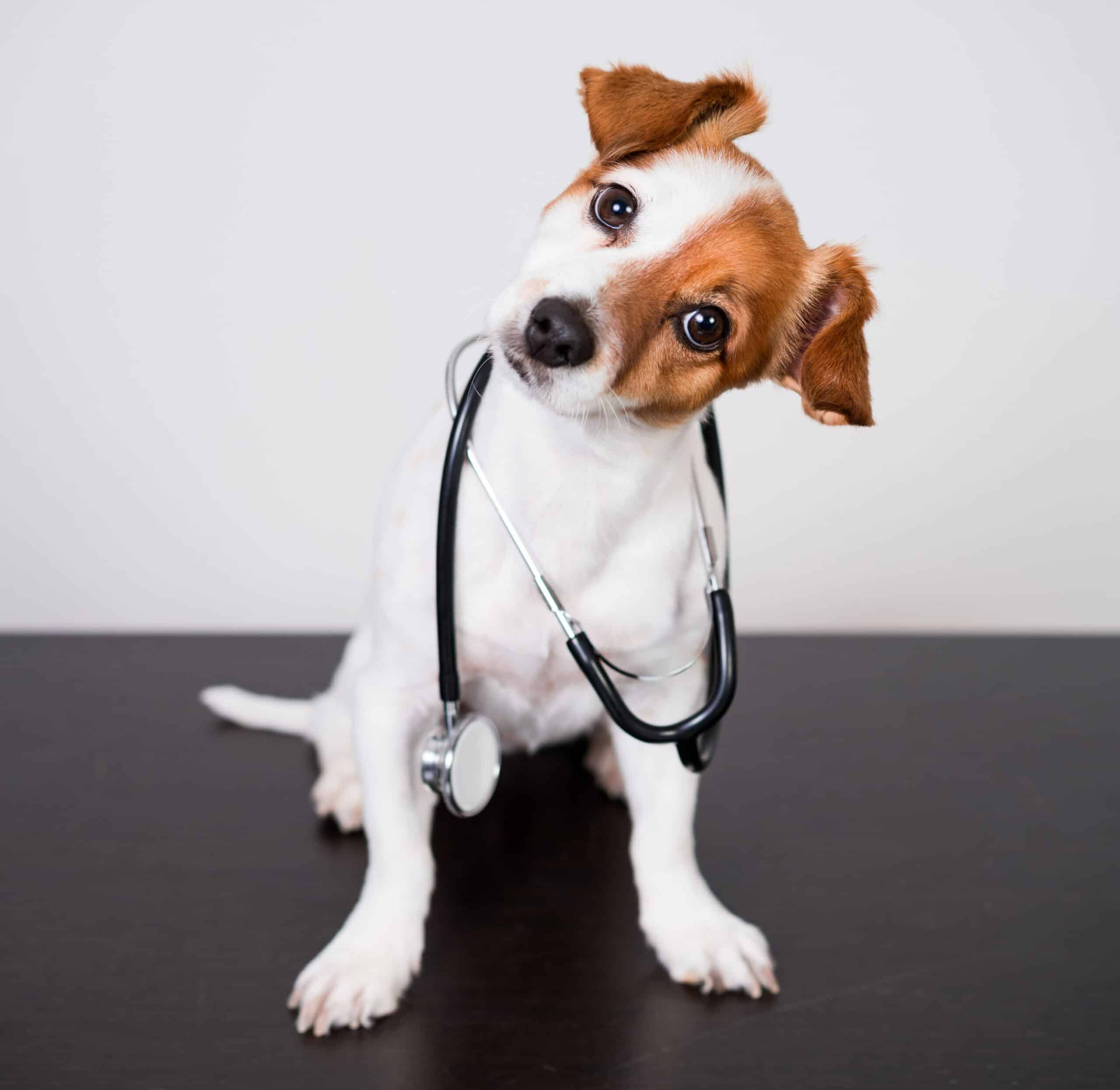 General Wellness & Preventive Care for Dogs & Cats in Shreveport, LA