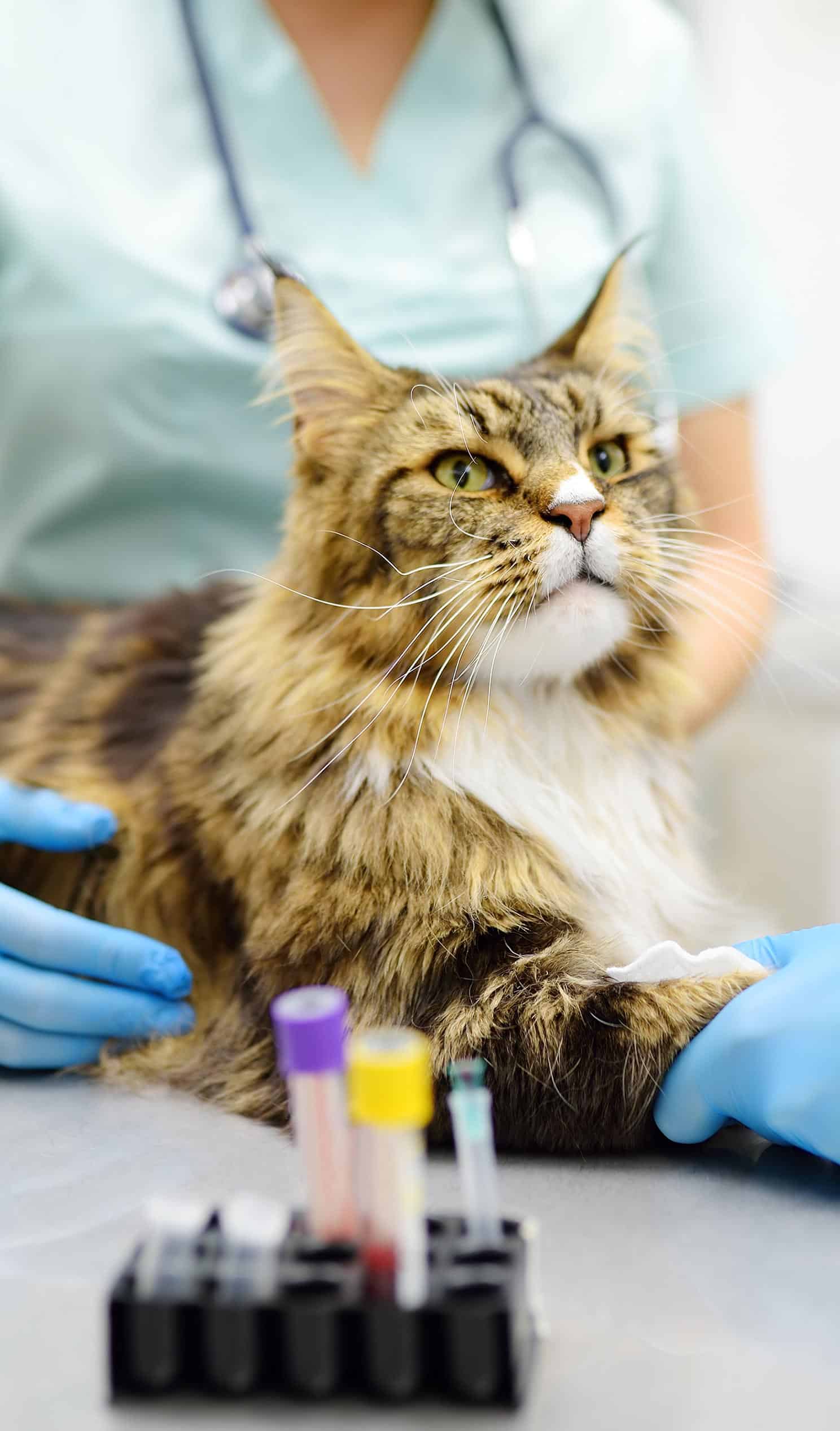 In-House Laboratory Testing