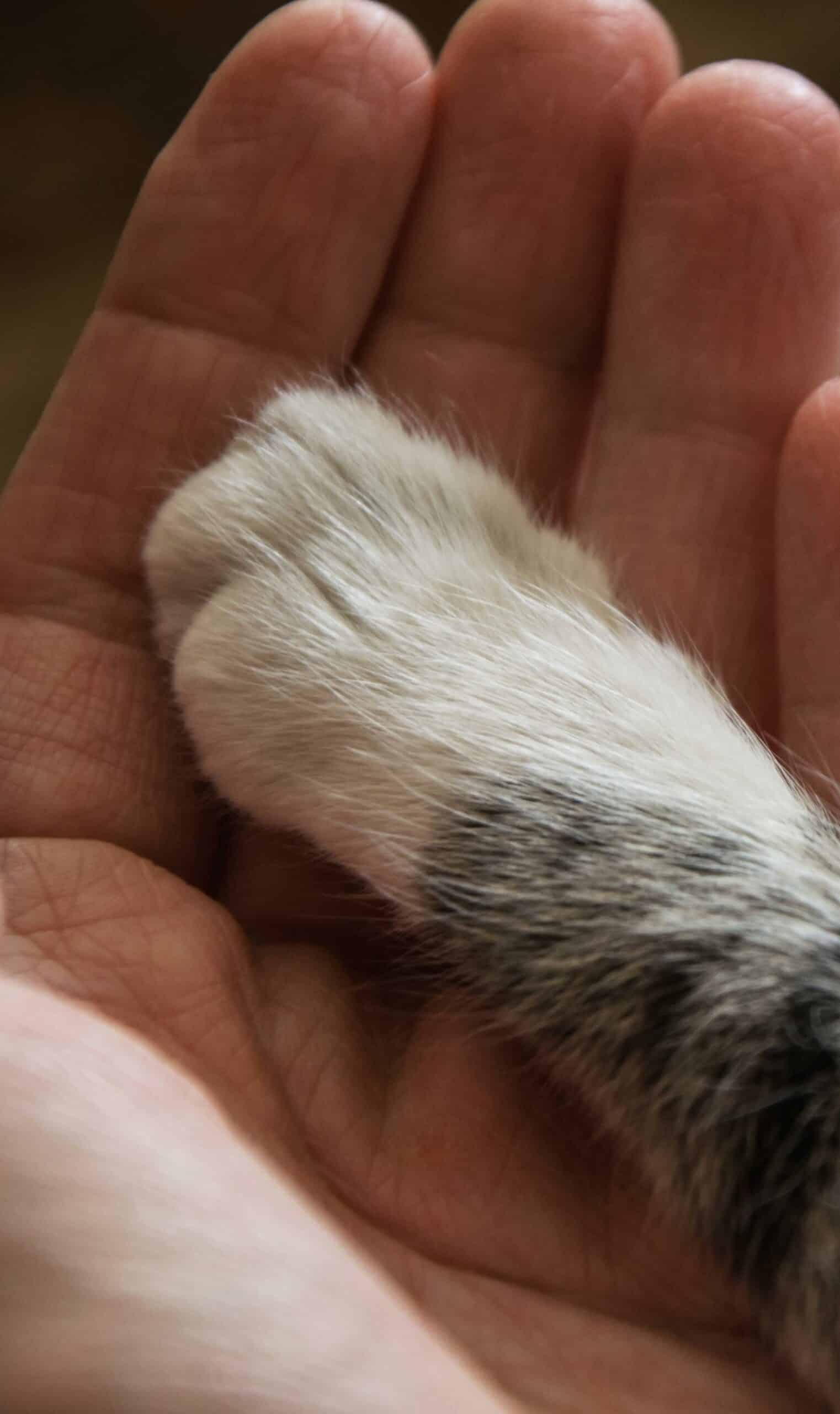 Is It Time? Let’s Talk About Quality of Life