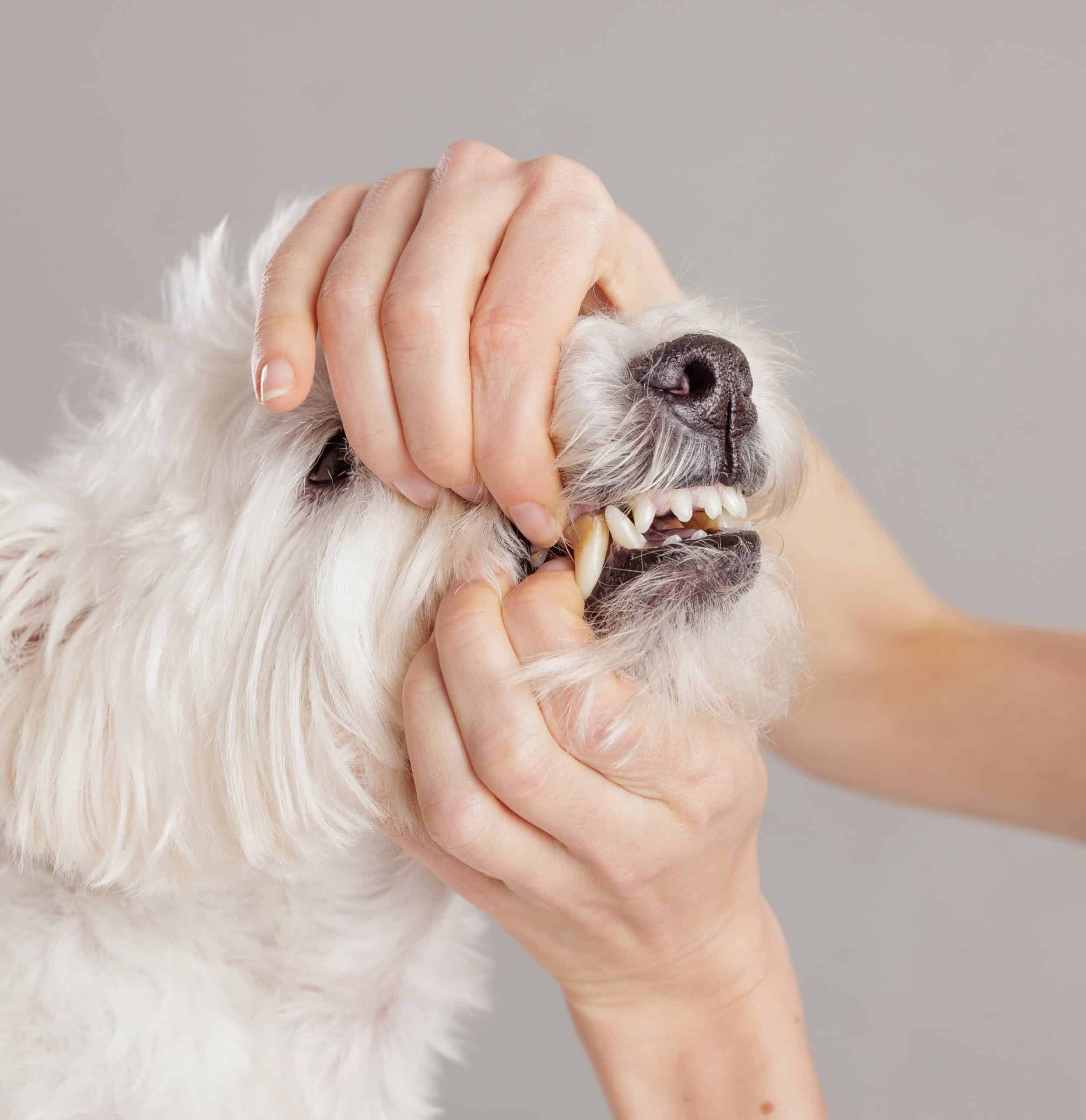Pet Dentistry in Shreveport