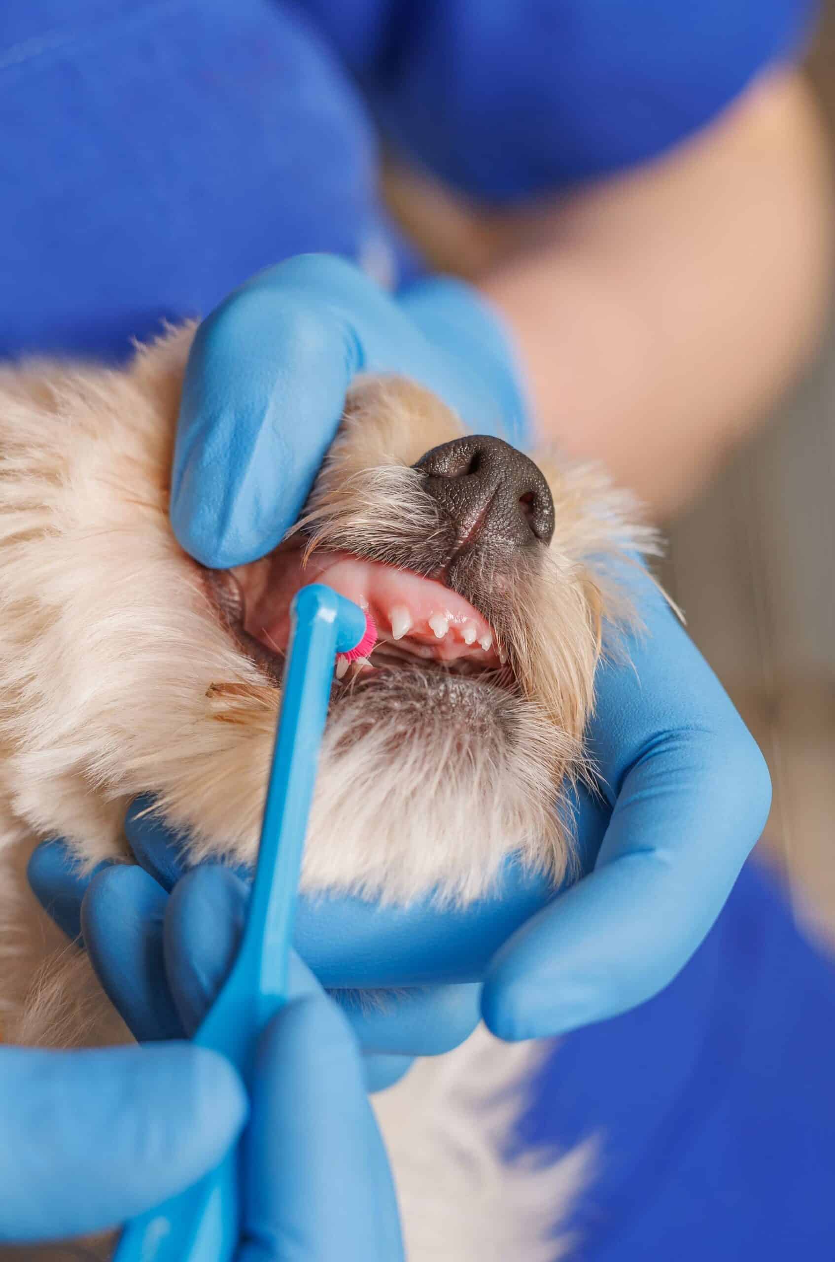 Routine Dental Cleanings for Dogs and Cats