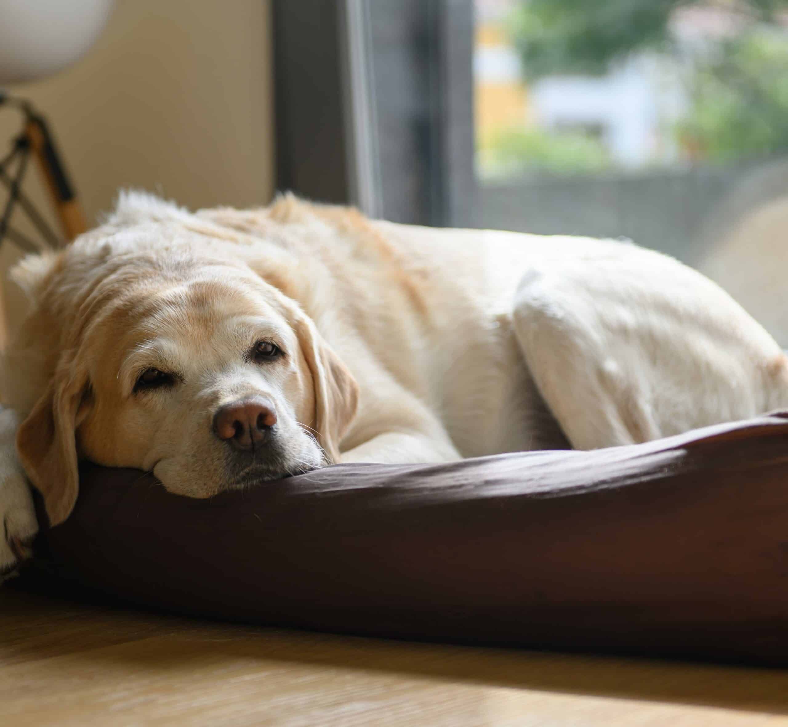 Senior Pet Care in Shreveport, LA