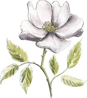 Services Graphic Flower