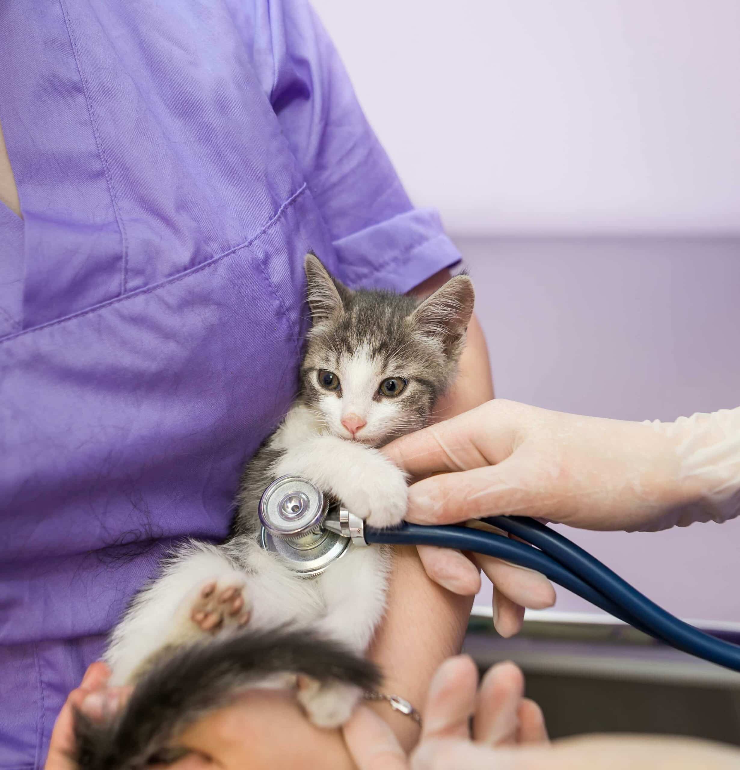 Spay and Neuter Surgery