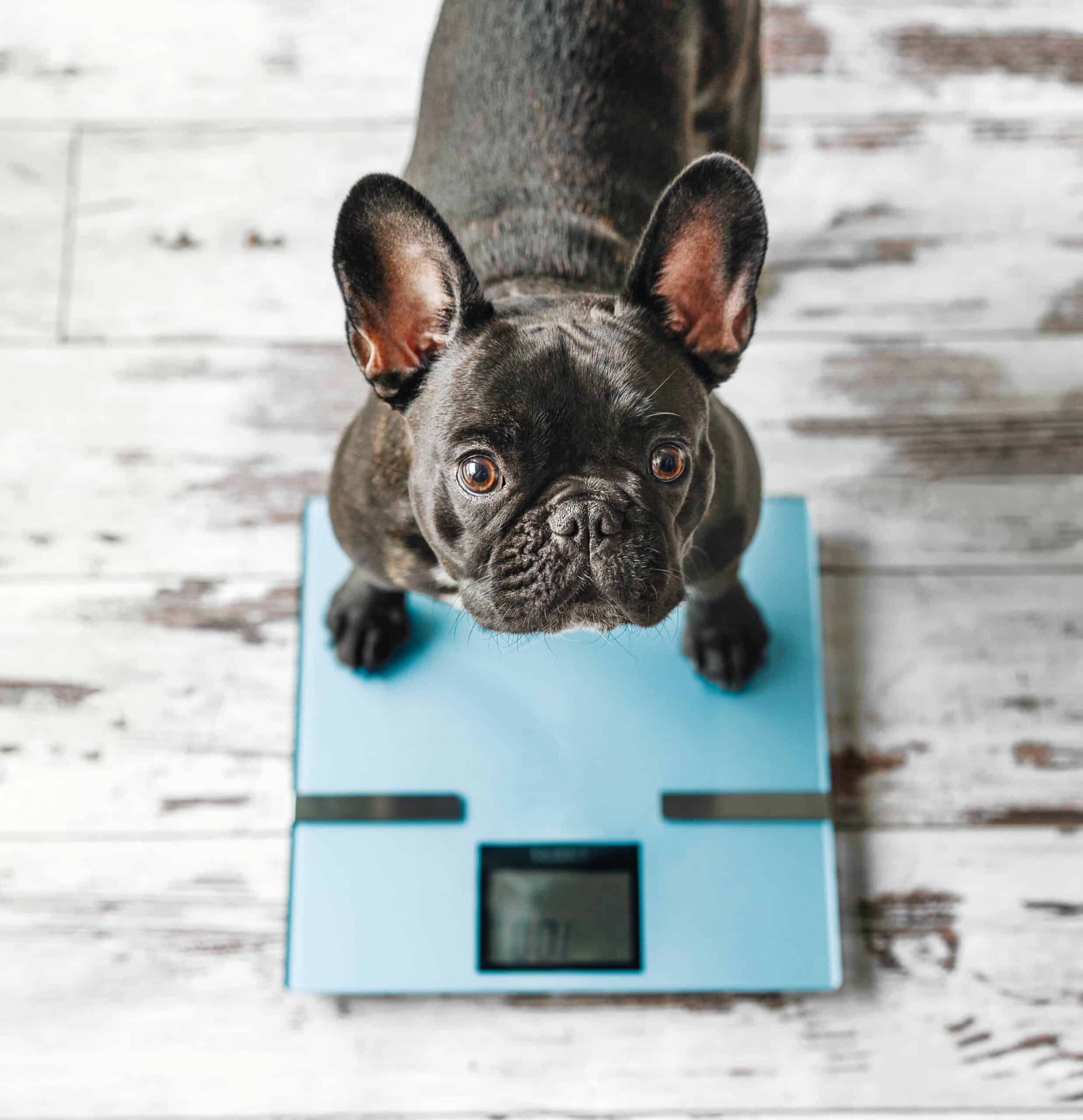 Therapeutic and Prescription Diets