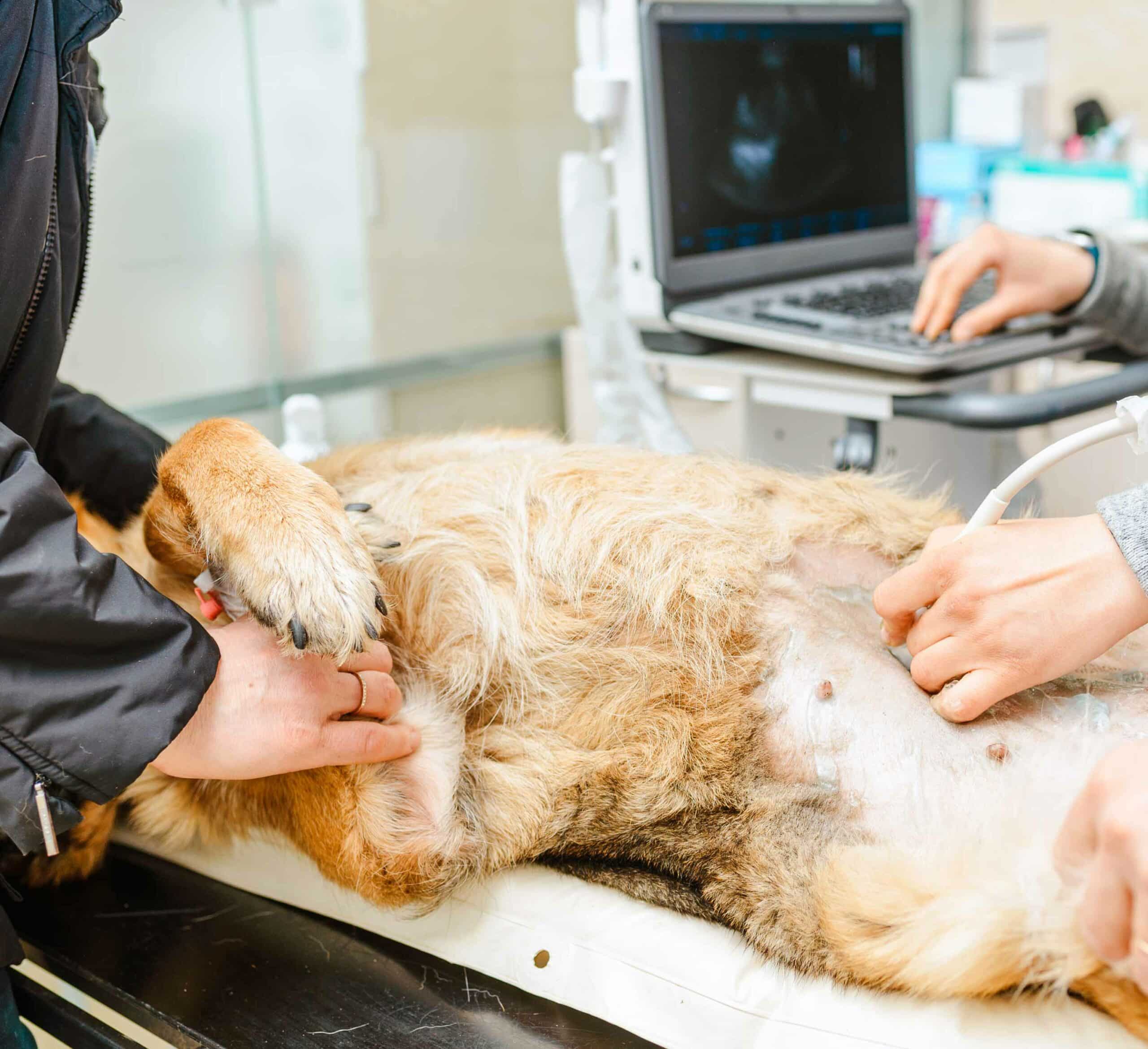 Veterinary Diagnostics in Shreveport