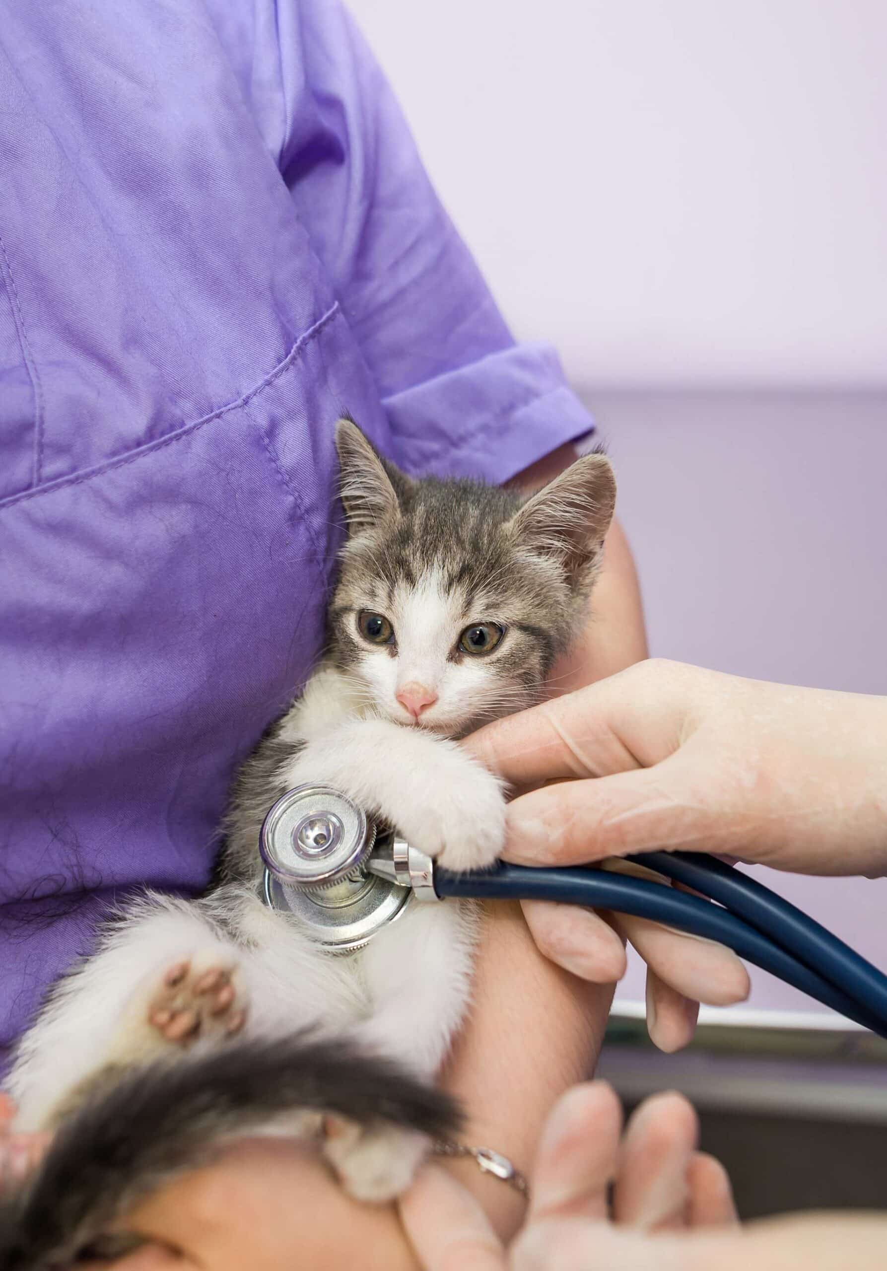 Wellness Exams for Dogs & Cats